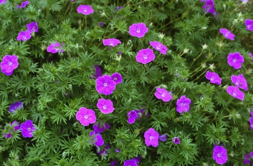 Geranium sanguineum: cultivo, poda y variedades