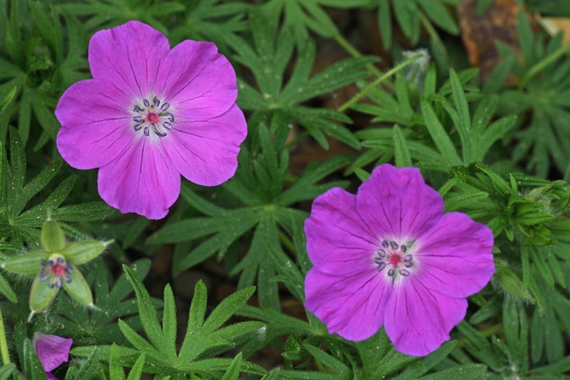 Flores rosas de Geranium sanguineum abiertas sobre el follaje
