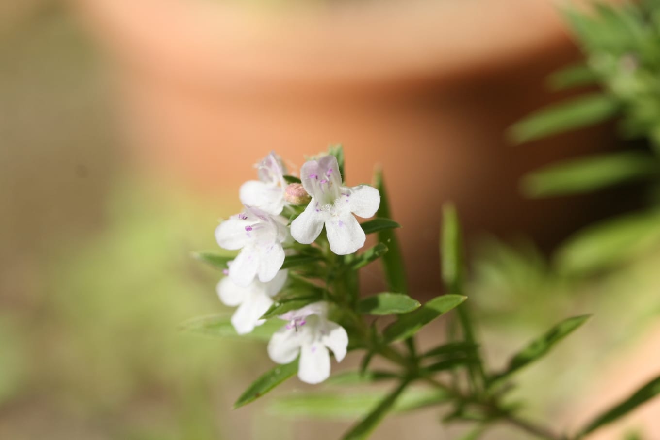 Mata de Satureja montana en flor con pequeñas flores blancas