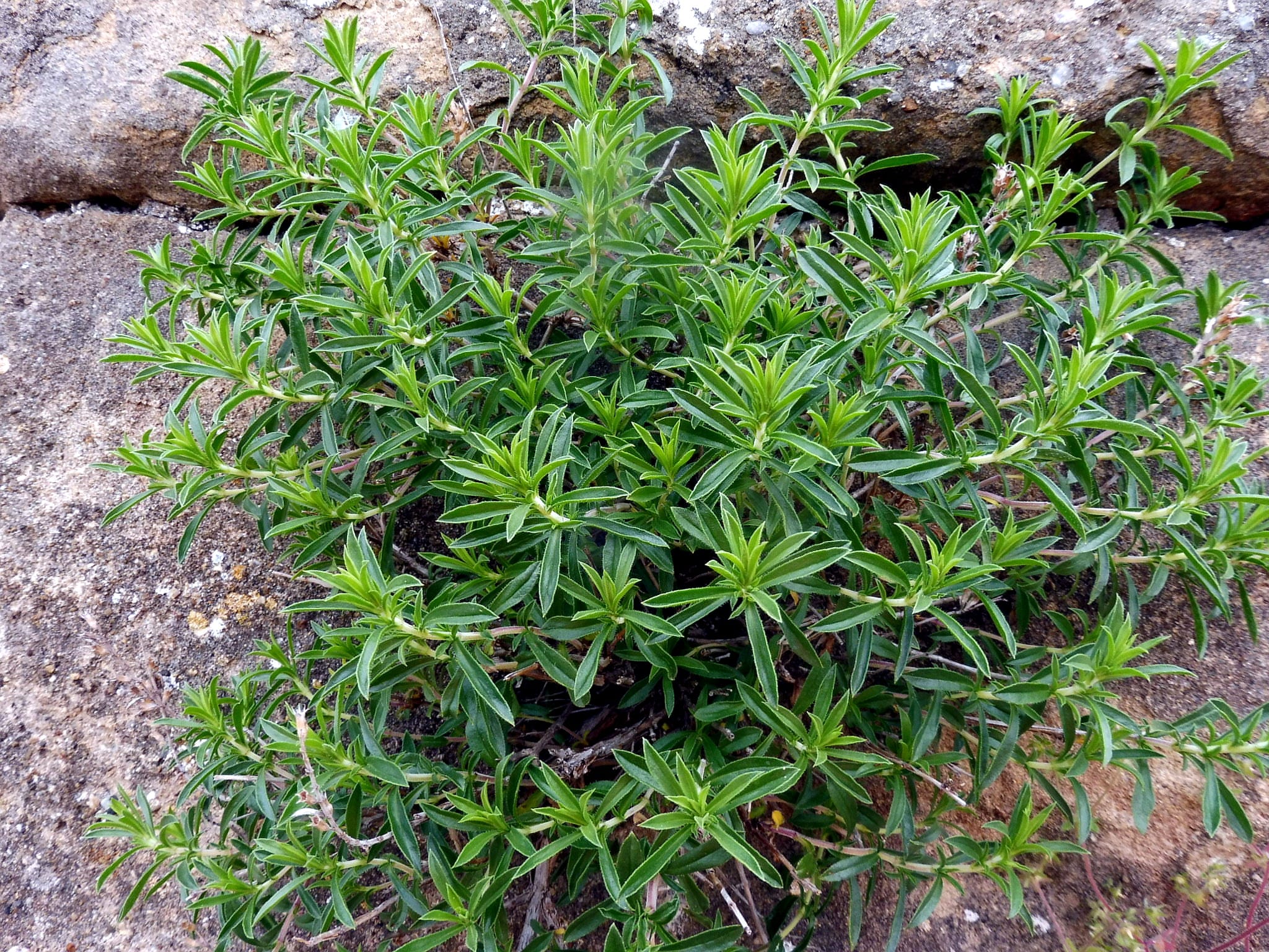 Planta de ajedrea Satureja montana cultivada en el jardín