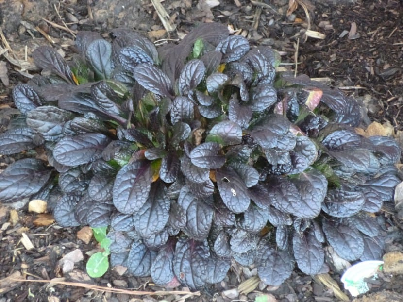 Alfombra de ajuga con hojas bronceadas y espigas florales azules