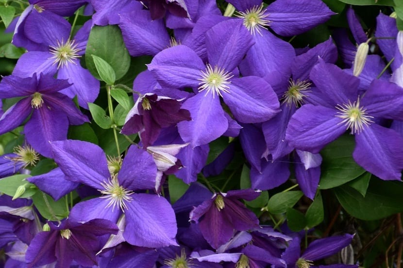 Flores violeta abiertas de la clemátide Jackmanii
