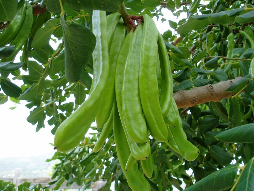 Algarrobas creciendo en la rama