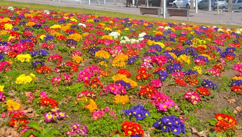Plantas de exterior que florecen casi todo el año en España