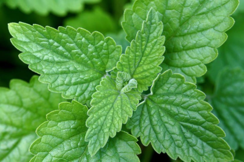 Hierba gatera, Nepeta cataria, en flor