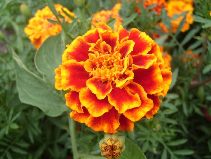 Flores anaranjadas de tagetes en el borde de un bancal de huerto