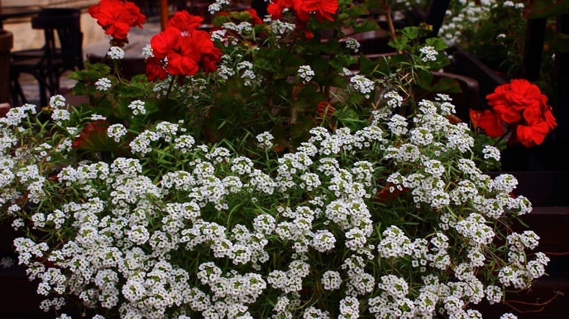 Aliso de mar cultivado en maceta junto a otras flores de temporada