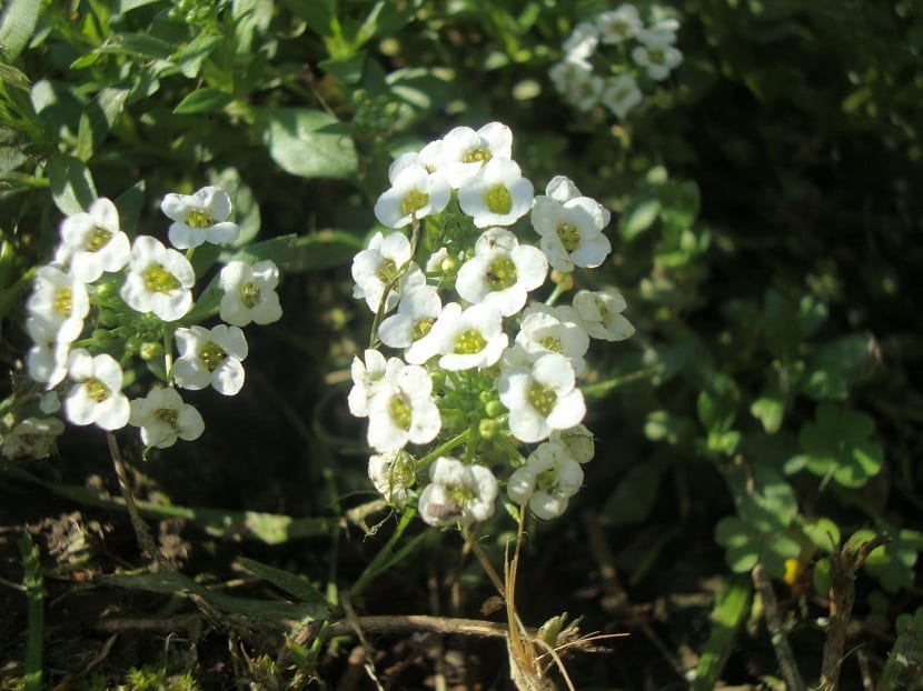 Racimo de flores blancas diminutas de aliso de mar