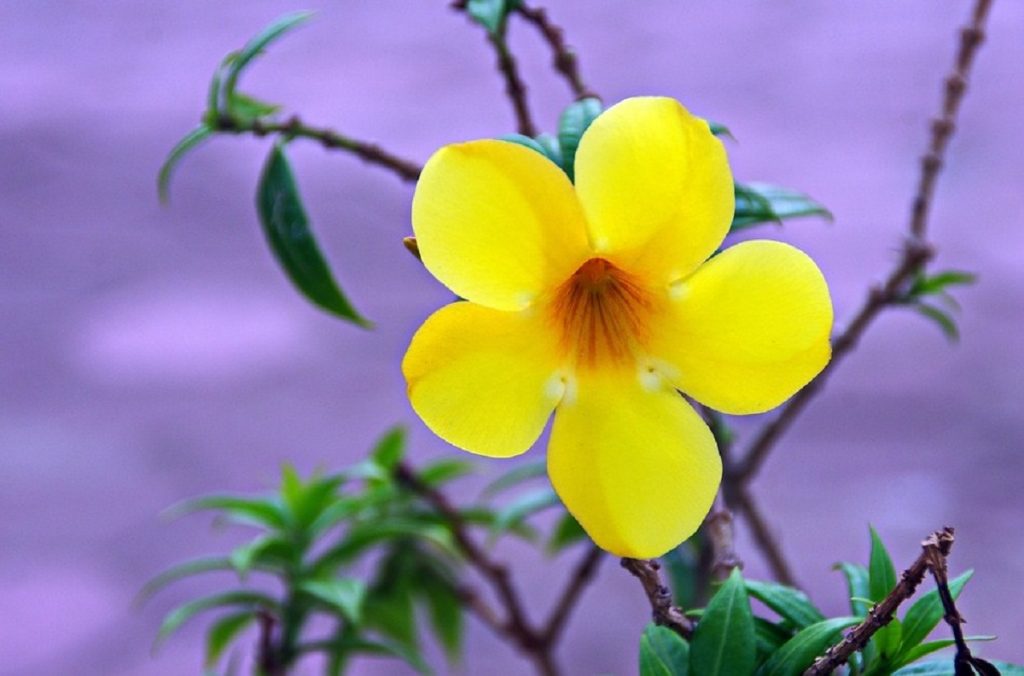 Allamanda cathartica en flor, conocida como jazmín de Cuba