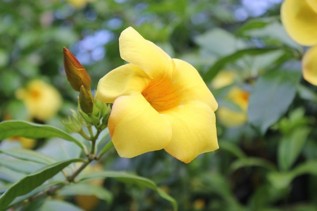 Flor amarilla en forma de trompeta de Allamanda cathartica