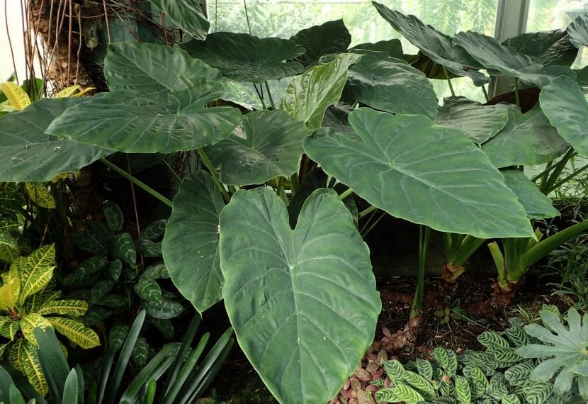Alocasia wentii con sus grandes hojas de haz verde oscuro
