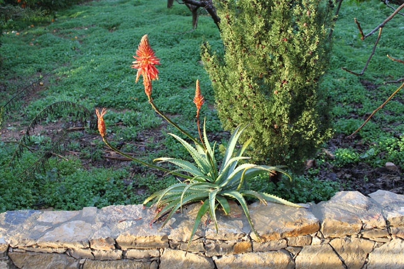 Cultivo de Aloe arborescens en suelo drenante a pleno sol