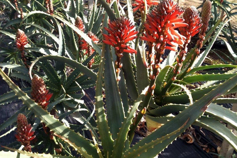Aloe arborescens: cultivo, poda y floración de invierno