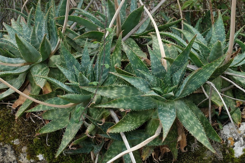 Roseta de Aloe maculata con hojas verdes moteadas de blanco