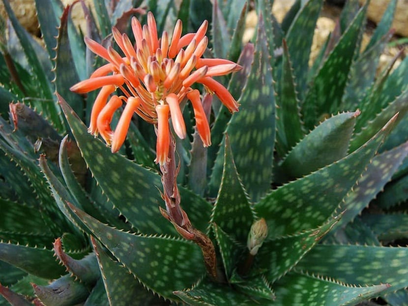 Inflorescencia ramificada de flores anaranjadas del Aloe maculata