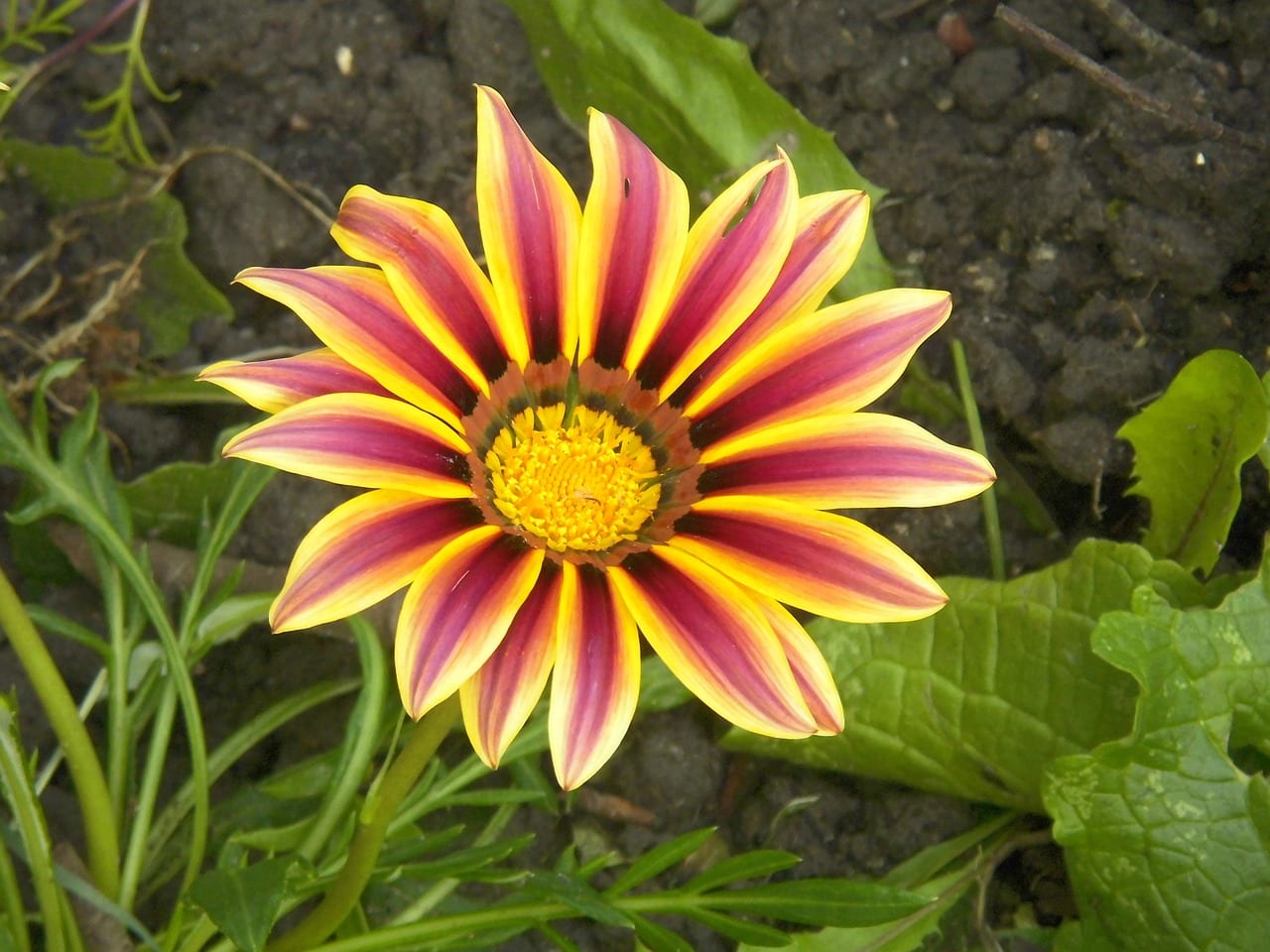 Flores de gazania abiertas al sol