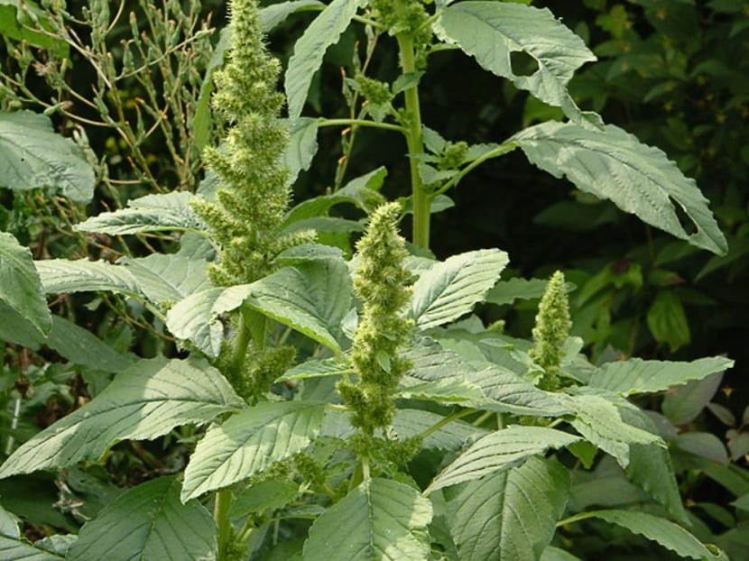 Planta de Amaranthus retroflexus con su inflorescencia terminal