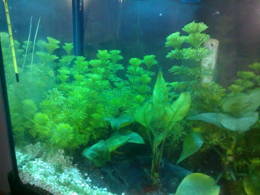 Tallos de ambulia con hojas verticiladas en un acuario plantado
