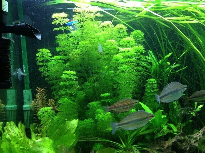 Ambulia (Limnophila sessiliflora): cultivo en acuario