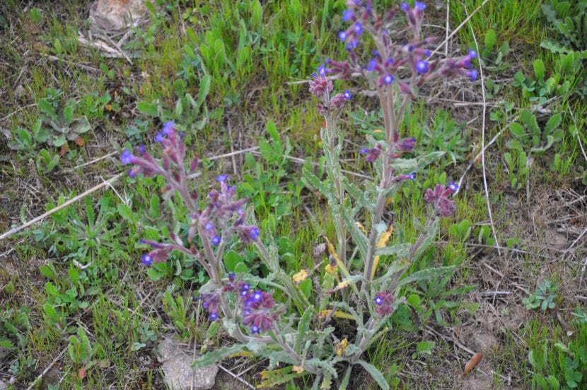 Mata de Anchusa undulata creciendo en suelo arenoso