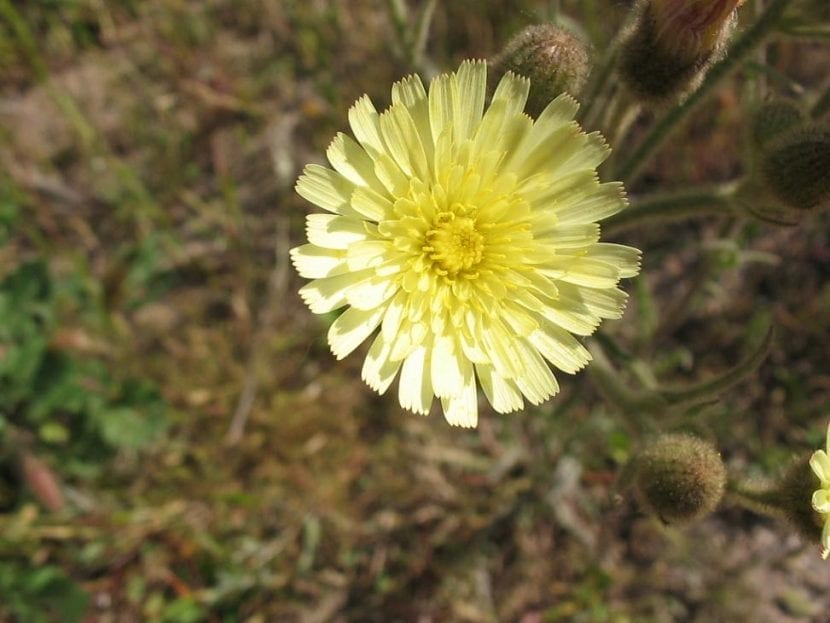 Andryala integrifolia con sus capítulos amarillos y follaje lanoso