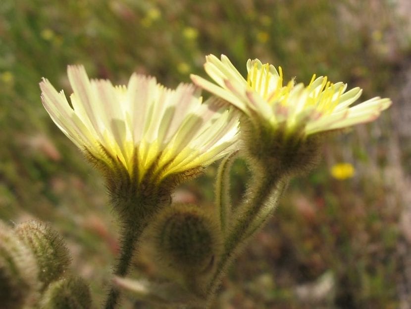 Detalle del involucro velludo y glandular de Andryala integrifolia