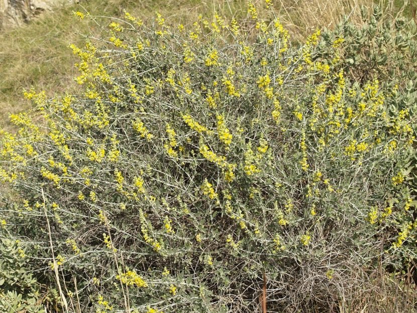 Mata de albaida en plena floración con espigas de flores amarillas