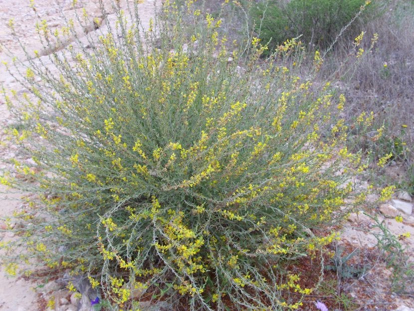 Albaida creciendo en su hábitat natural sobre suelo seco y pedregoso