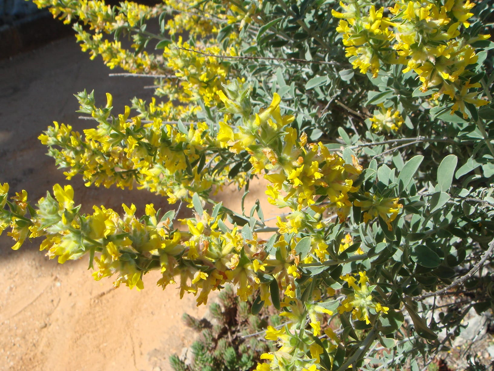 Anthyllis cytisoides (albaida): cultivo y cuidados