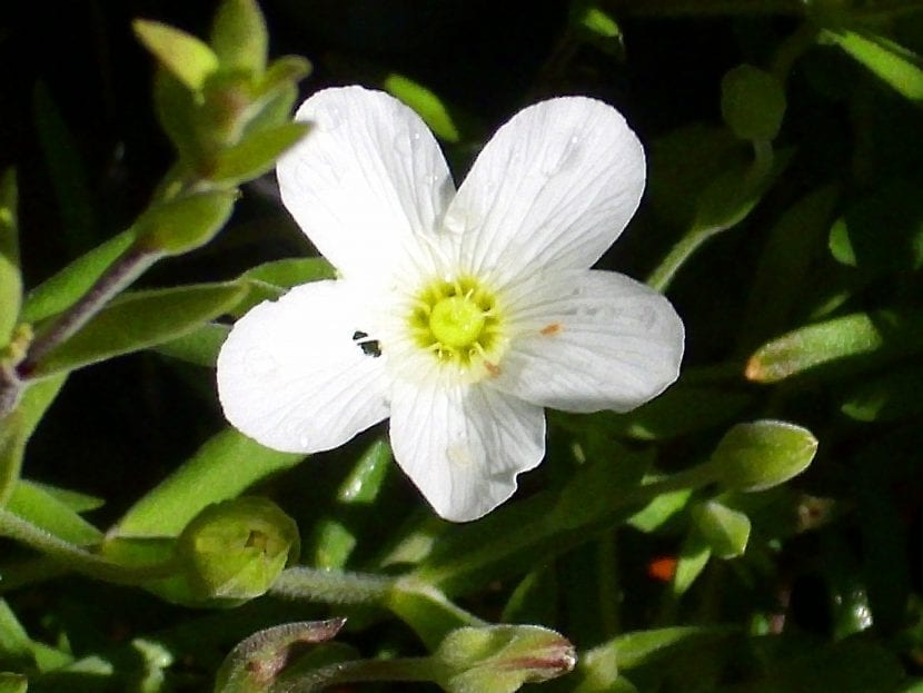 Mata de Arenaria montana cubierta de flores blancas
