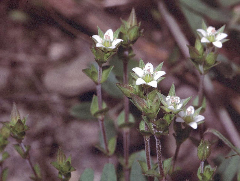 Flores blancas de Arenaria serpyllifolia vistas de cerca
