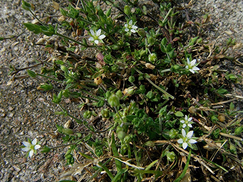 Mata de arenaria en flor sobre suelo pedregoso