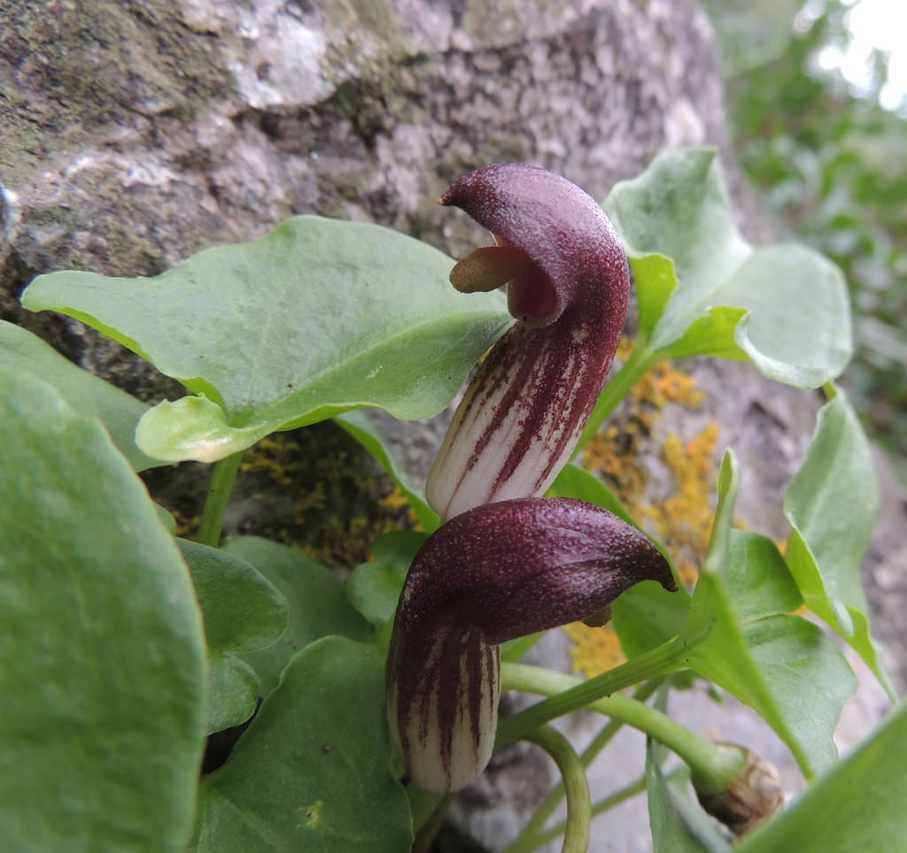 Arisarum simorrhinum: cultivo, ciclo invernal y toxicidad
