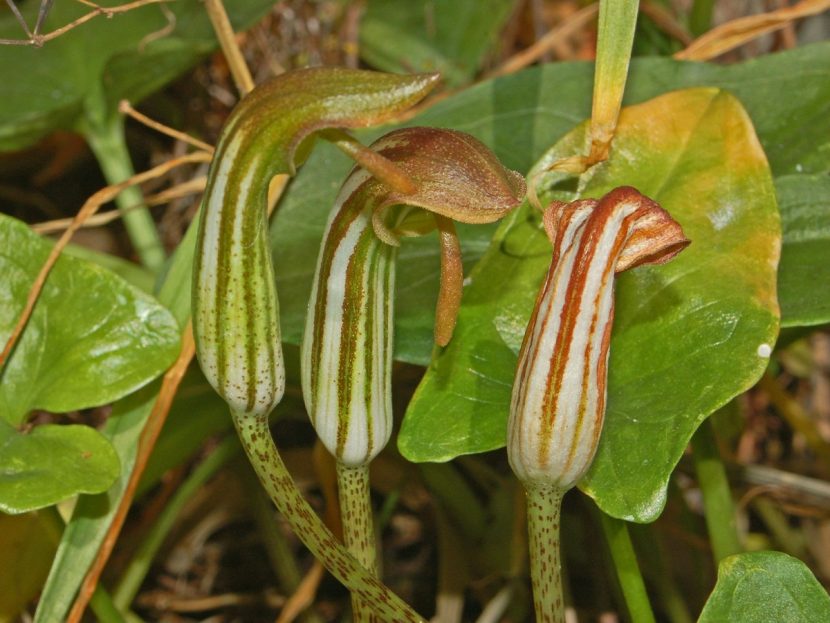 Flores de Arisarum vulgare con forma de capucha de fraile