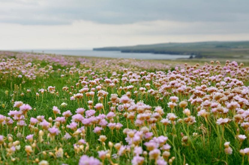 Mata de Armeria maritima en flor con sus pompones rosados