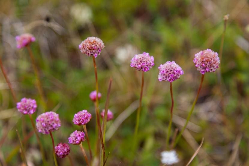 Detalle de las flores rosadas de Armeria maritima