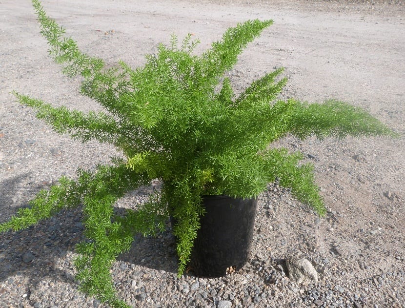 Ejemplar de Asparagus sprengeri cultivado en maceta