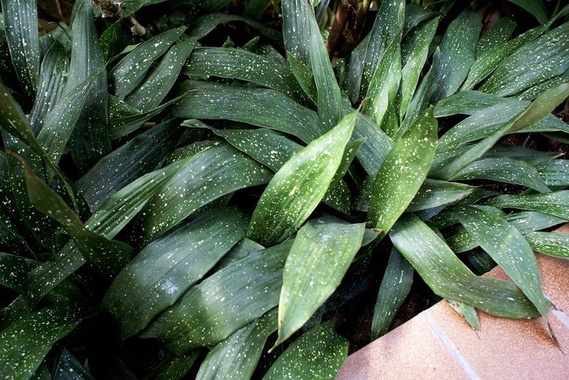 Hojas de aspidistra con pequeños puntos blancos y amarillos