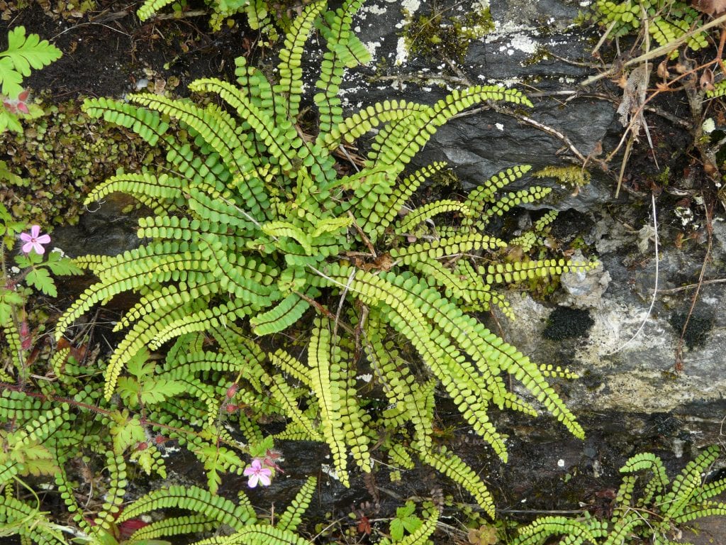 Asplenium trichomanes: cultivo del culantrillo menudo