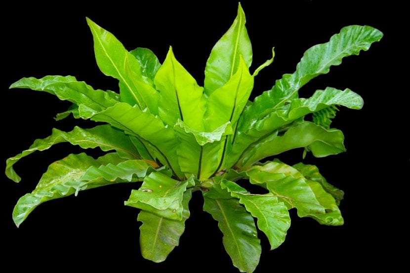 Helecho nido de ave, Asplenium nidus, con su roseta de frondes enteras