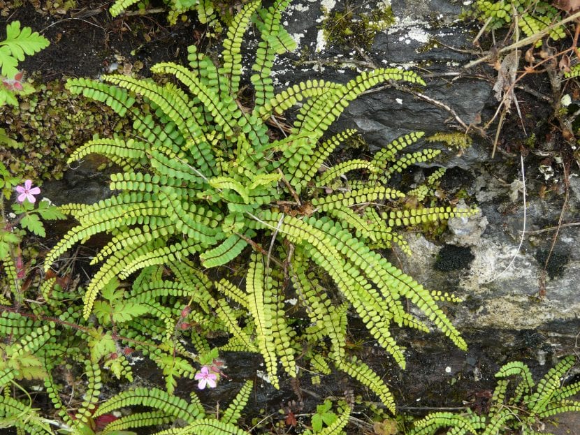 Asplenium trichomanes, culantrillo menor, creciendo en una grieta de roca