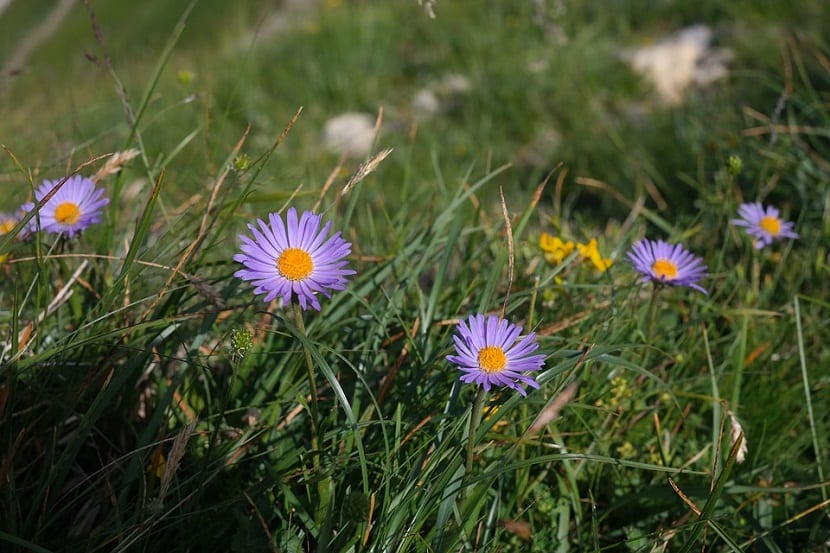 Flores de Aster alpinus de color violeta con el disco central amarillo