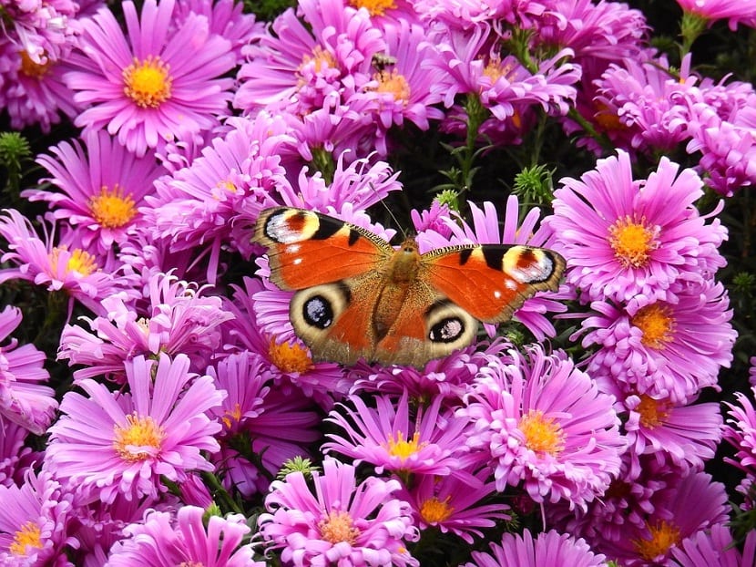 Mariposa posada sobre las flores moradas de un áster alpino
