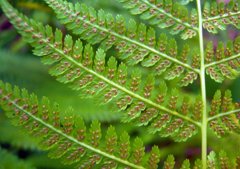 Frondes finamente divididas de Athyrium filix-femina en un rincón sombreado