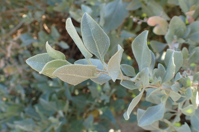 Arbusto de Atriplex halimus con follaje gris plateado