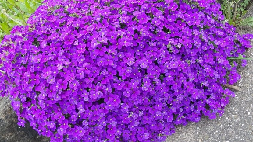Mata de Aubrieta en plena floración violeta