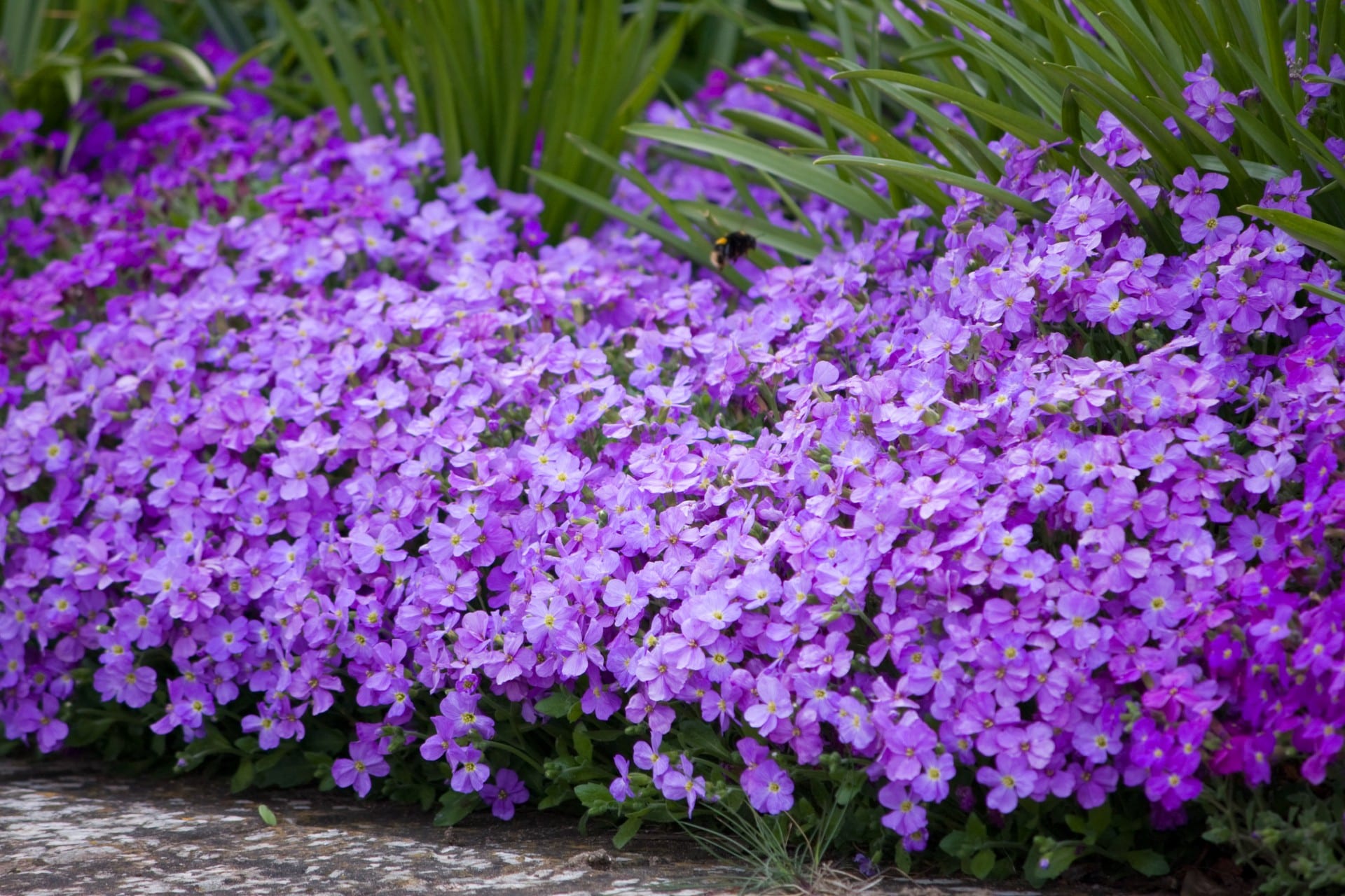 Aubrieta: cubresuelos de flor violeta para muros y rocallas