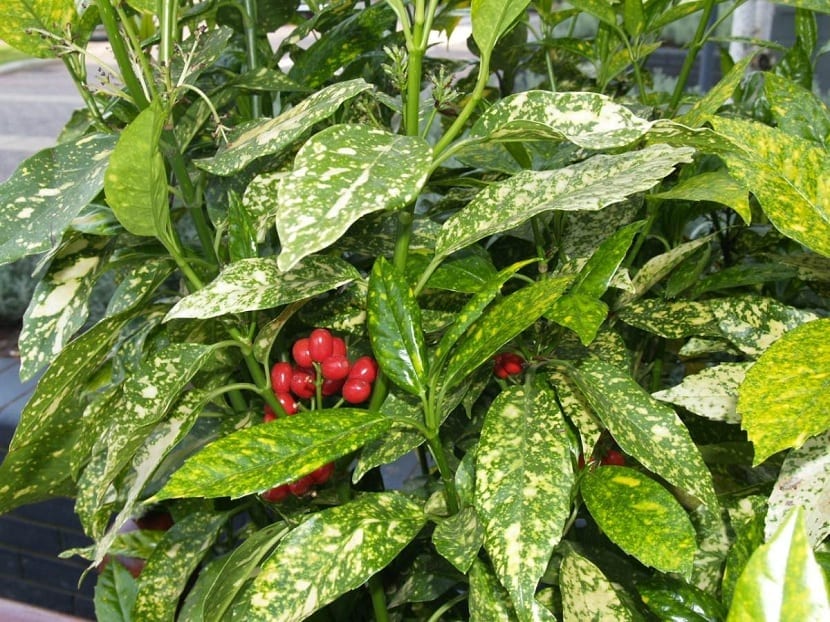 Aucuba japonica: cuidados del laurel manchado en sombra