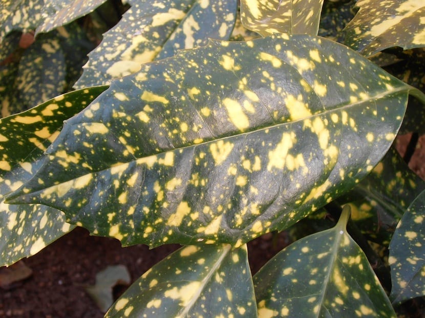 Hojas de laurel manchado con manchas oscuras