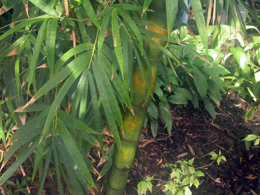 Mata de bambú amarillo con cañas doradas